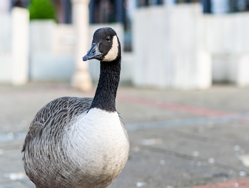 Canada Goose